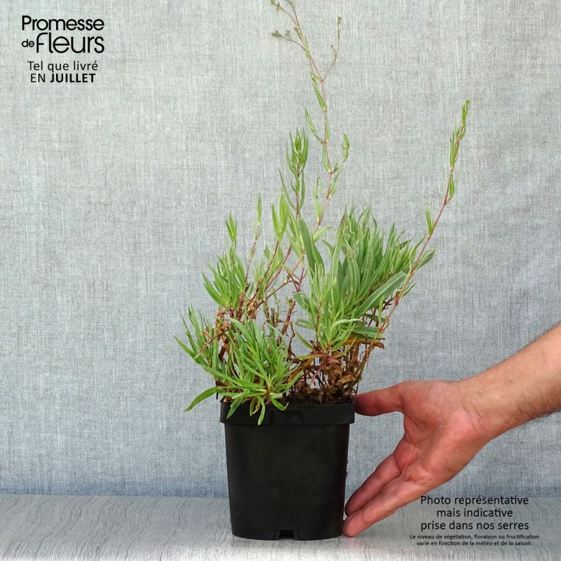 Exemplaar van Gypsophila paniculata Bristol Fairy - Bruidssluier Pot van 2 l/3 l zoals geleverd in de zomer