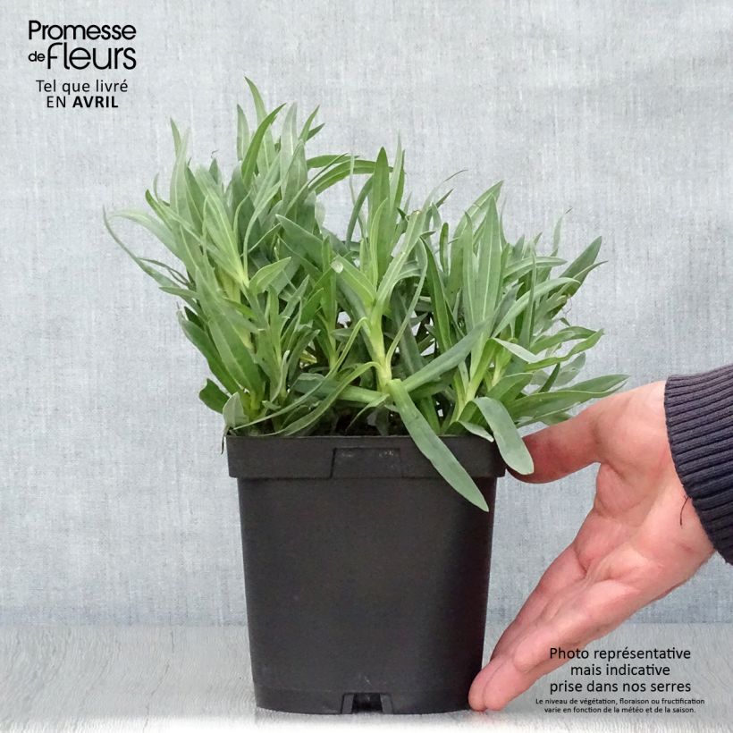 Exemplaar van Gypsophila paniculata Bristol Fairy - Bruidssluier Pot van 2 l/3 l zoals geleverd in de lente