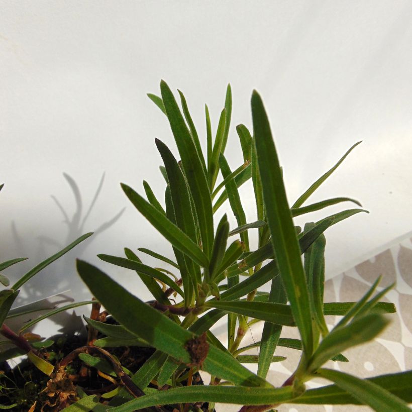 Gypsophila paniculata Flamingo - Bruidssluier (Blad)