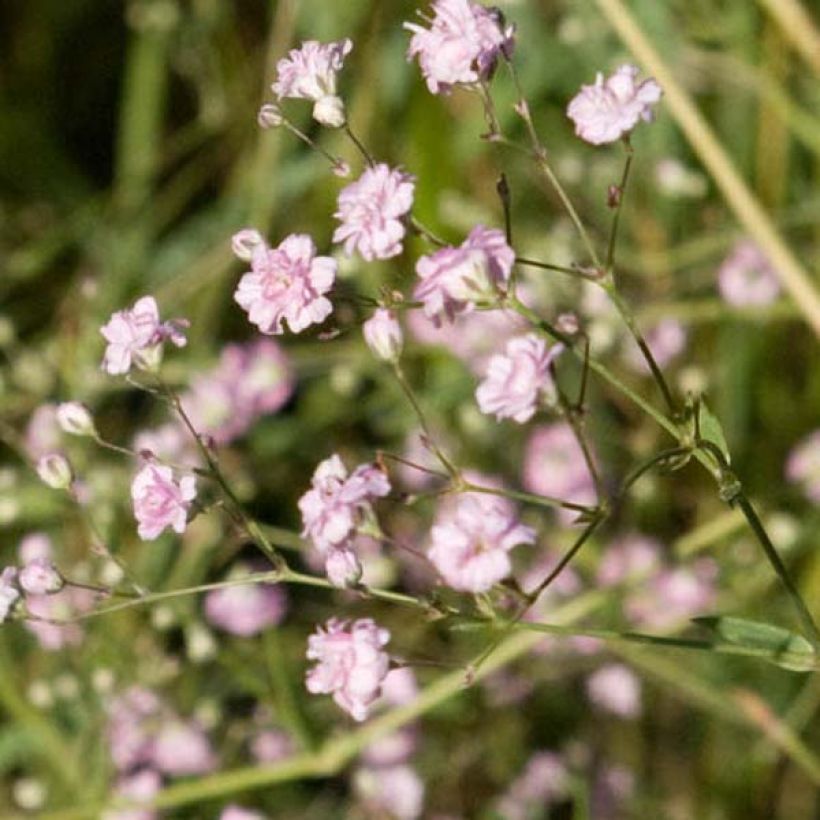 Gypsophila paniculata Flamingo - Bruidssluier (Bloei)