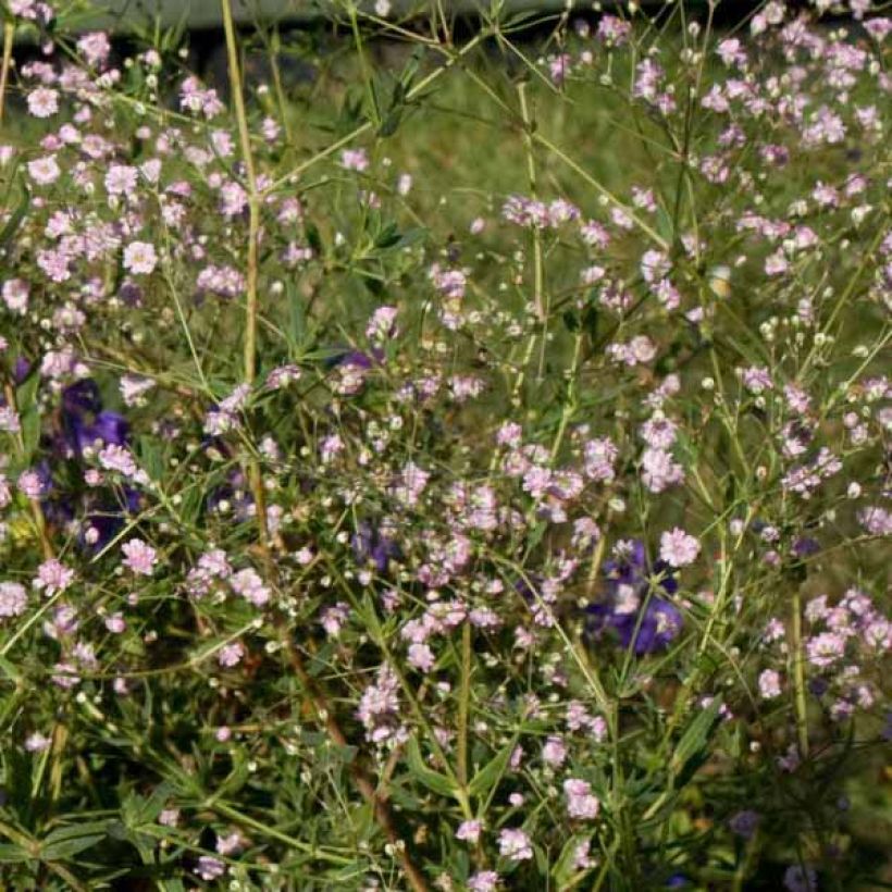 Gypsophila paniculata Flamingo - Bruidssluier (Groeiplaats)