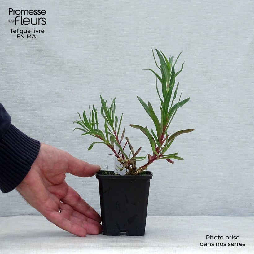 Exemplaar van Gypsophila paniculata Flamingo - Bruidssluier Kweekpotje van 8/9 cm zoals geleverd in de lente