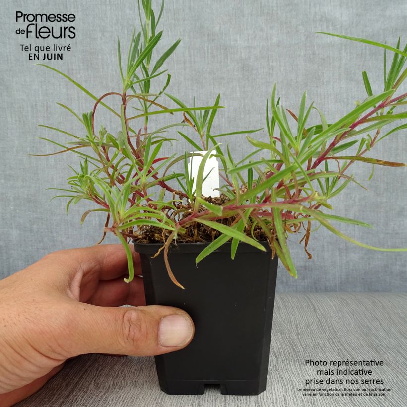 Exemplaar van Gypsophila paniculata Flamingo - Bruidssluier Kweekpotje van 8/9 cm zoals geleverd in de zomer