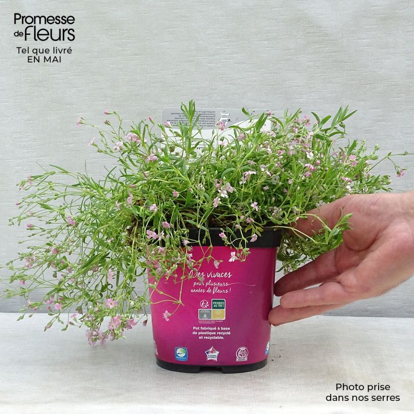 Exemplaar van Gypsophila repens Rosa Schönheit - Kruipend gipskruid Kweekpotje van 8/9 cm zoals geleverd in de lente