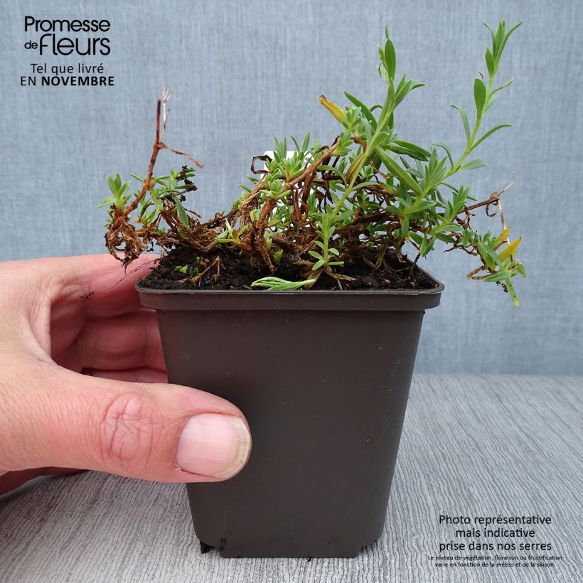 Exemplaar van Gypsophila repens Rosa Schönheit - Kruipend gipskruid Kweekpotje van 8/9 cm zoals geleverd in de herfst