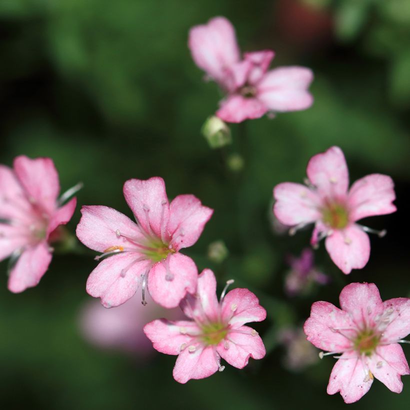 Gypsophila repens Rosa Schönheit - Kruipend gipskruid (Bloei)