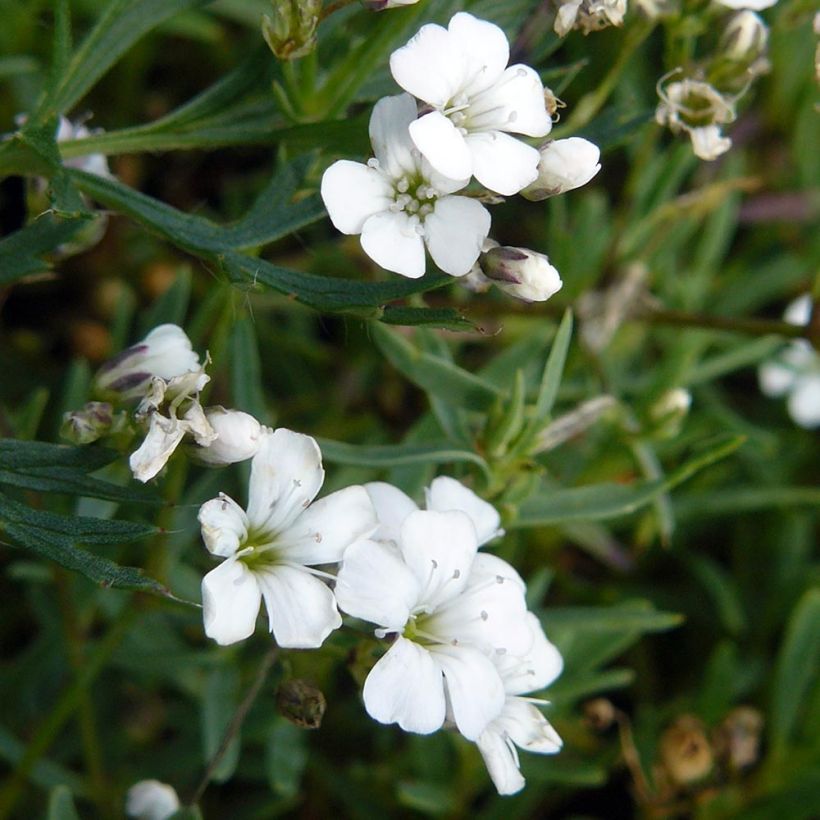 Gypsophila repens White Angel - Kruipend gipskruid (Bloei)