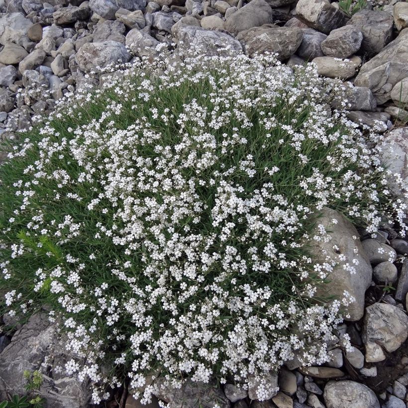 Gypsophila repens White Angel - Kruipend gipskruid (Groeiplaats)