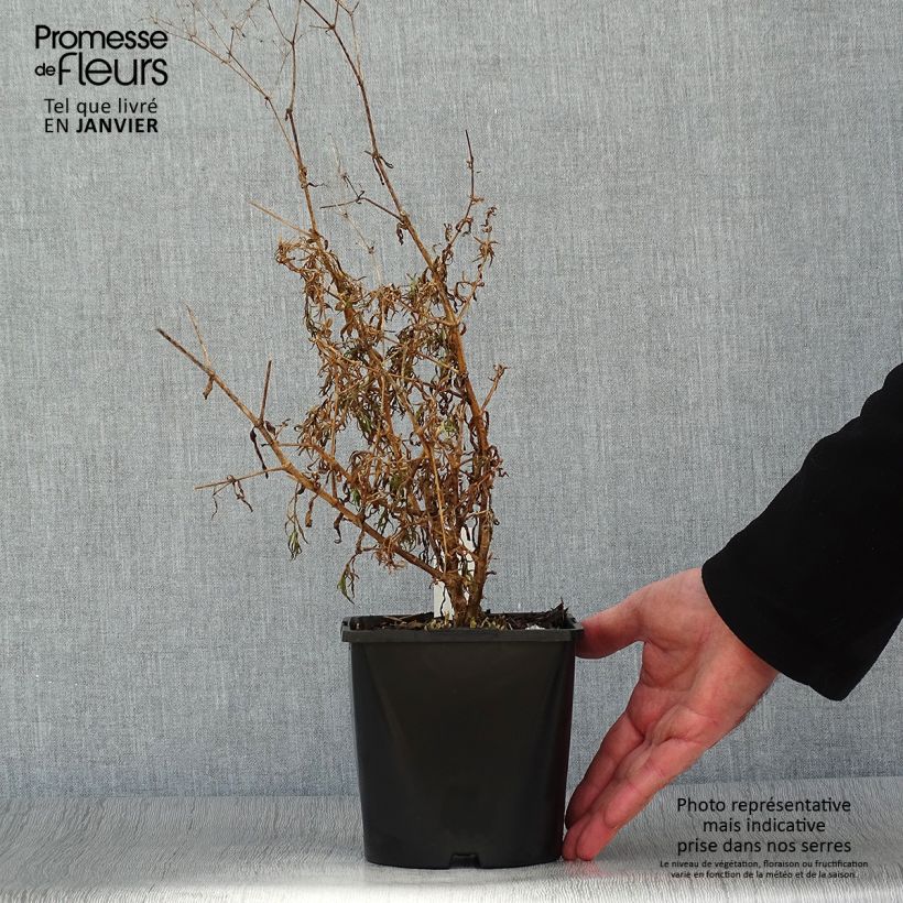Exemplaar van Gypsophila Festival Pink - Bruidssluier Pot van 2 l/3 l zoals geleverd in de winter
