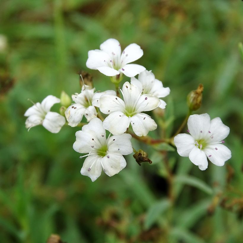 Gypsophila repens Wit - Kruipend gipskruid (Bloei)