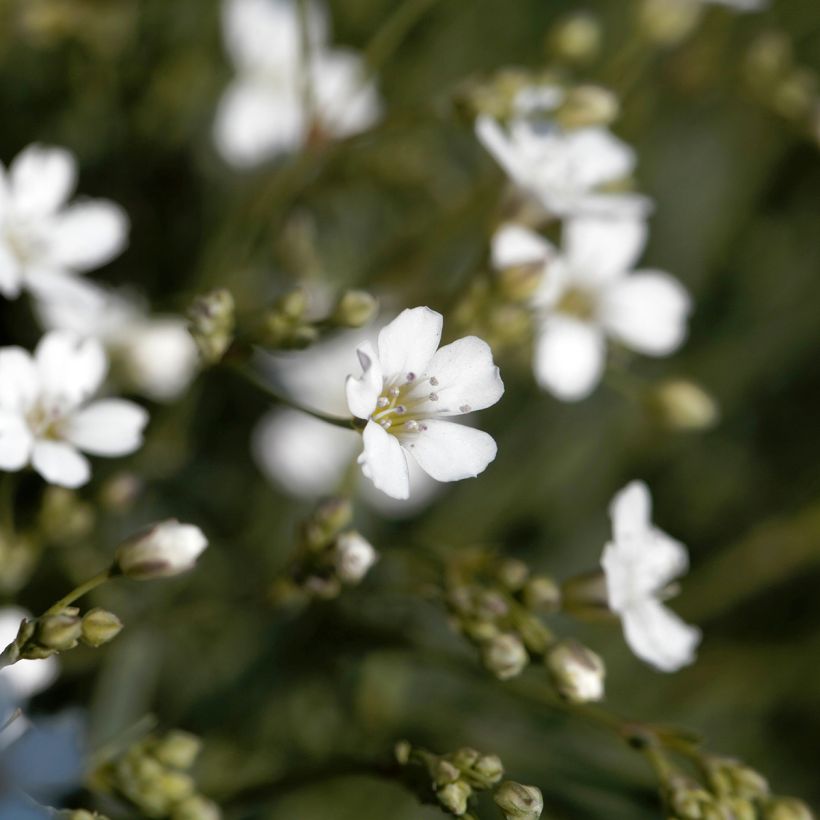 Gypsophila repens Wit - Kruipend gipskruid (Bloei)