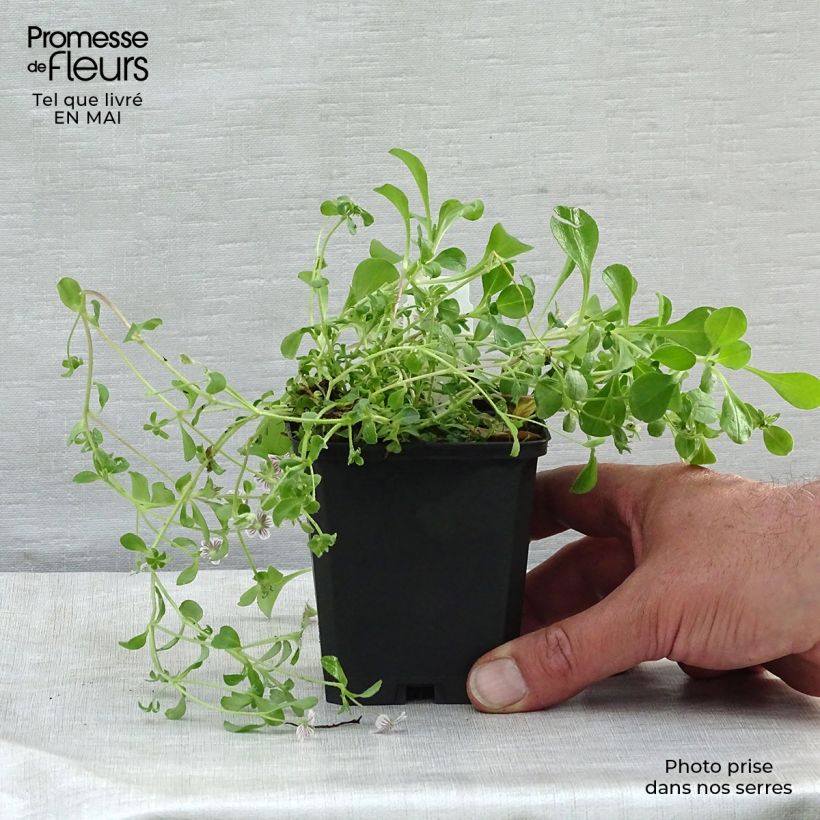 Exemplaar van Gypsophila cerastioides - Gipskruid Kweekpotje van 8/9 cm zoals geleverd in de lente