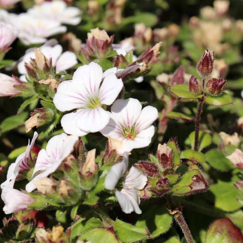 Gypsophila cerastioides - Gipskruid (Bloei)
