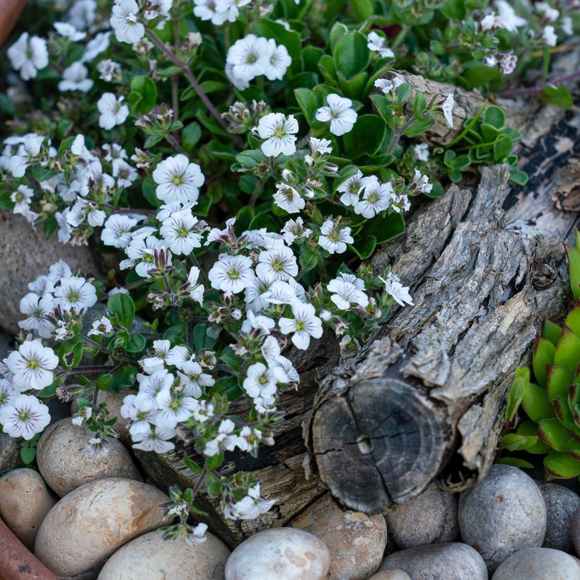 Gypsophila cerastioides - Gipskruid (Groeiplaats)