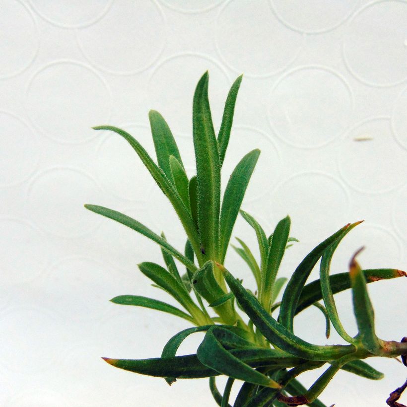 Gypsophila White Festival - Bruidssluier (Blad)