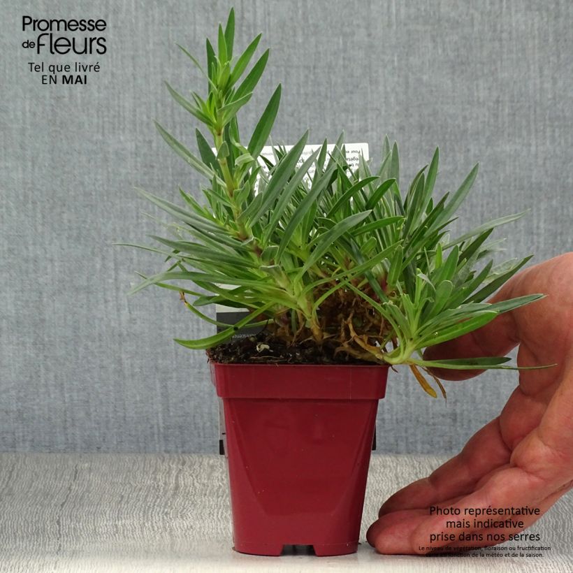 Exemplaar van Gypsophila White Festival - Bruidssluier Kweekpotje van 8/9 cm zoals geleverd in de lente