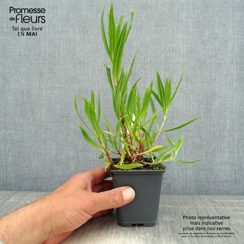 Exemplaar van Gypsophila pacifica - Gipskruid Kweekpotje van 8/9 cm zoals geleverd in de lente