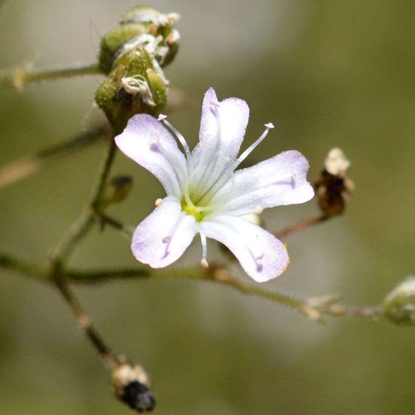 Gypsophila pacifica - Gipskruid (Bloei)