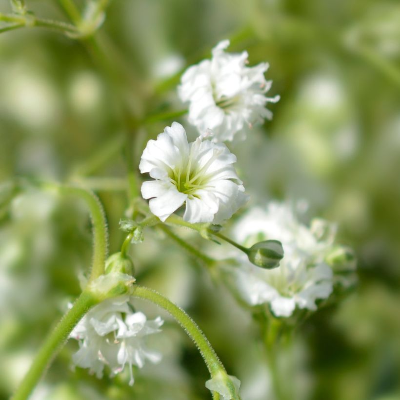 Gypsophila paniculata Snow Flake - Bruidssluier (Bloei)