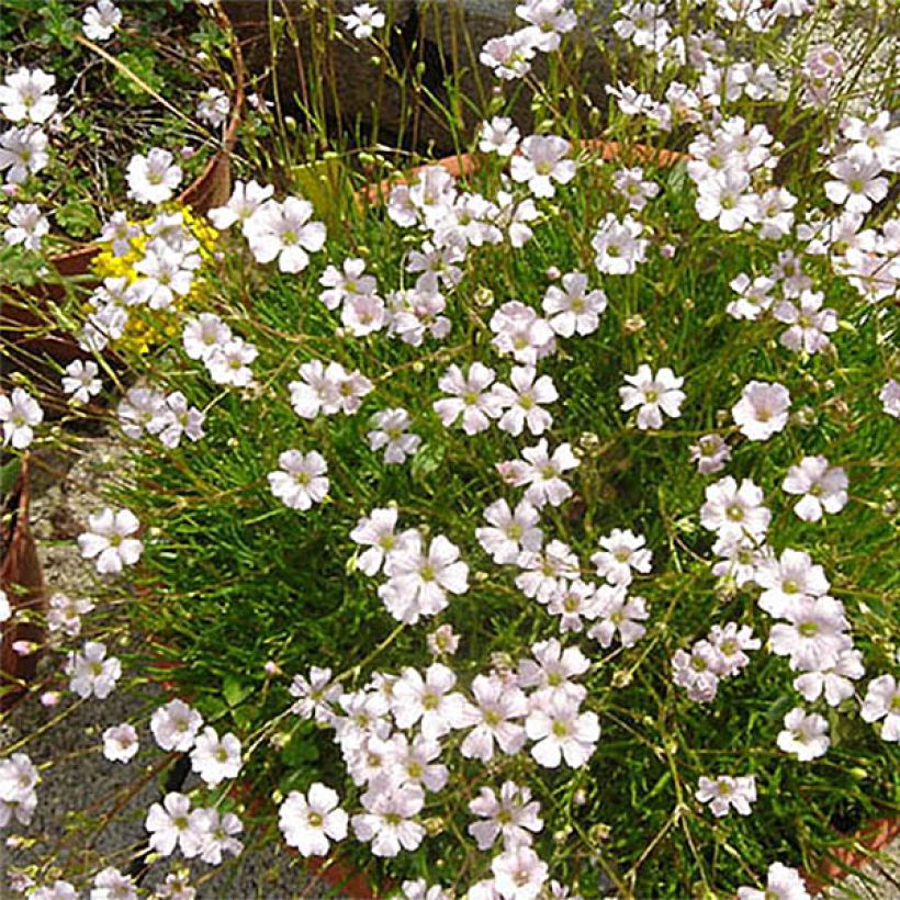 Gypsophila tenuifolia - Gipskruid (Bloei)