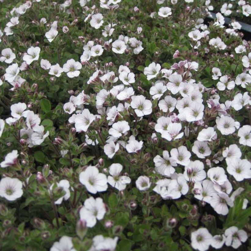 Gypsophila cerastioides - Gipskruid (Groeiplaats)