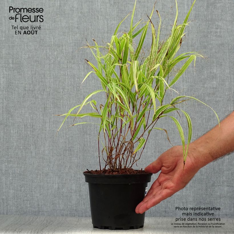 Exemplaar van Hakonechloa macra Albostriata - Japans berggras Pot van 2 l/3 l zoals geleverd in de zomer