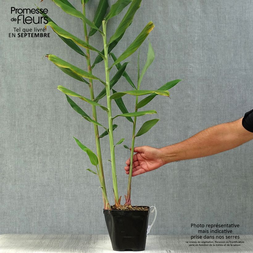 Exemplaar van Hedychium coccineum Tara Pot van 4 l/5 l zoals geleverd in de herfst
