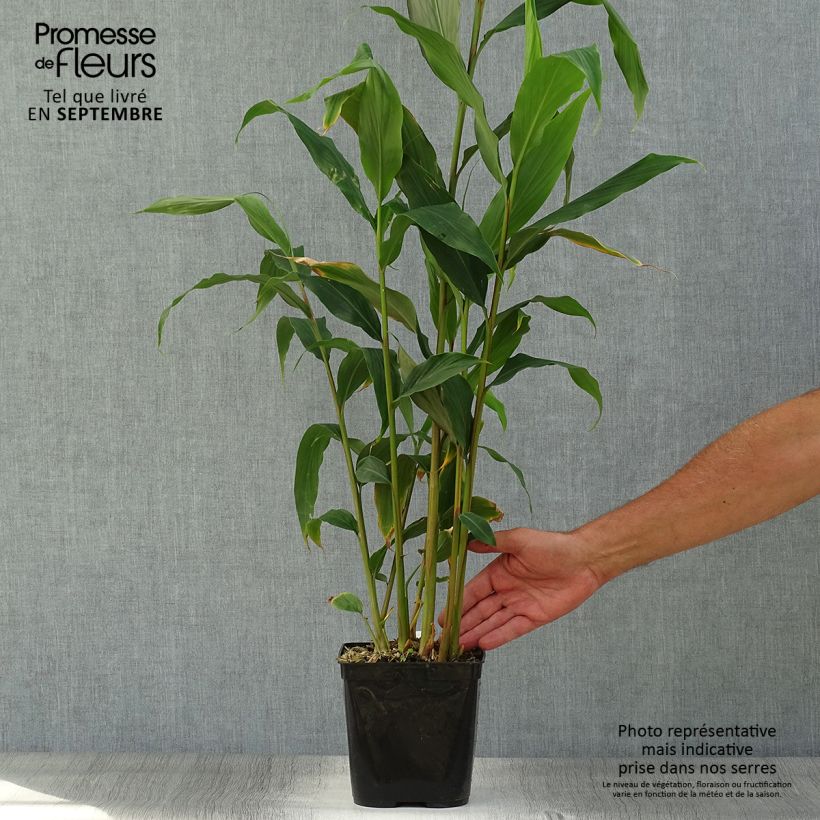 Exemplaar van Hedychium densiflorum Assam Orange - Gemberlelie Pot van 3 l/4 l zoals geleverd in de herfst