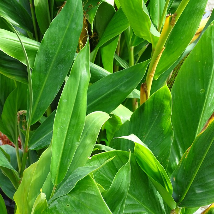 Hedychium Dixter - Longose (Blad)
