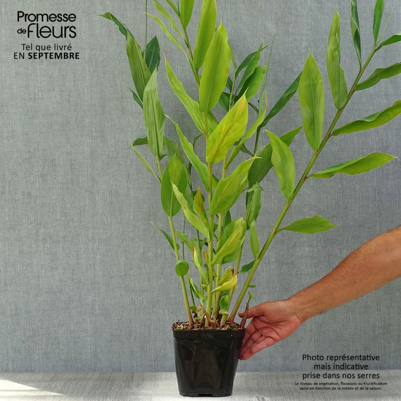 Exemplaar van Hedychium Dixter - Longose Pot van 3 l/4 l zoals geleverd in de herfst