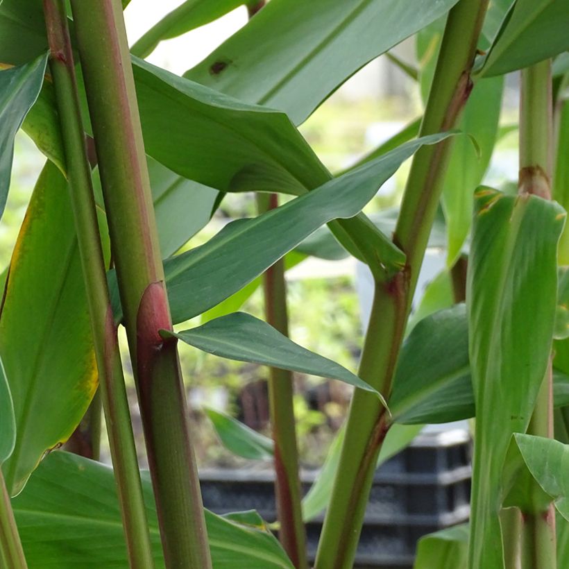 Hedychium Elizabeth - Gemberlelie (Blad)