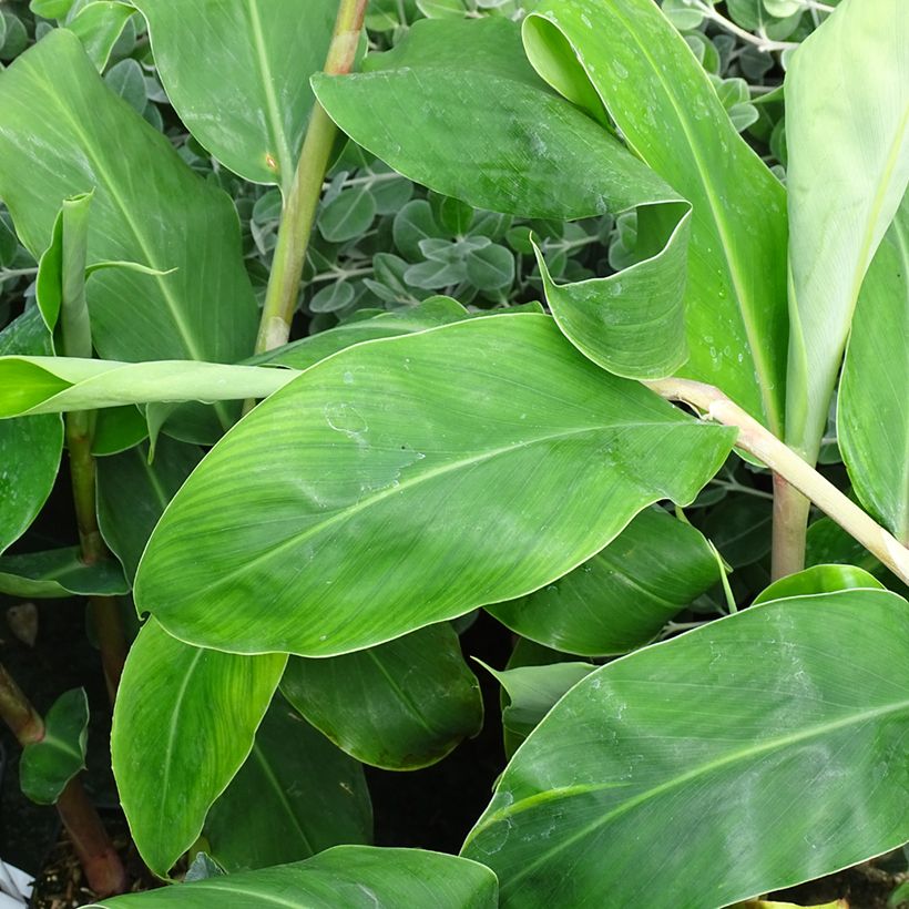 Hedychium gardnerianum in pot - Siergember (Blad)