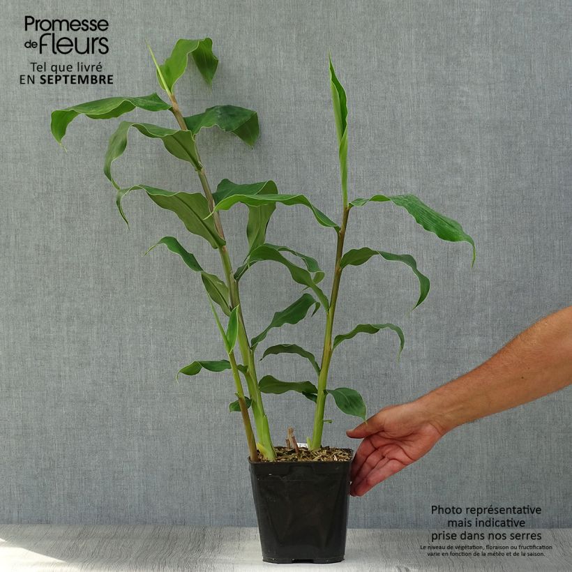 Exemplaar van Hedychium gardnerianum in pot - Siergember Pot van 2 l/3 l zoals geleverd in de herfst
