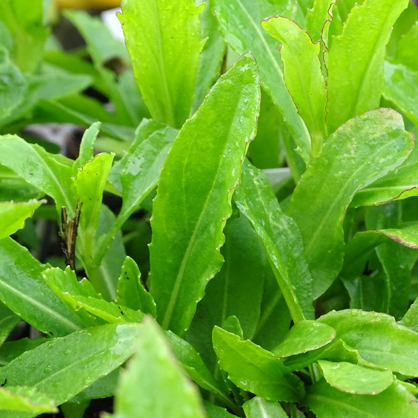 Helenium Okra Sundae - Zonnekruid (Blad)