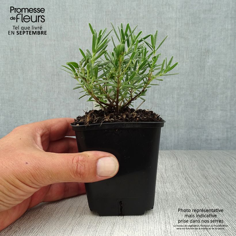 Exemplaar van Helianthemum Suprême - Hélianthème rouge rose Godet de 8/9 cm zoals geleverd in de herfst