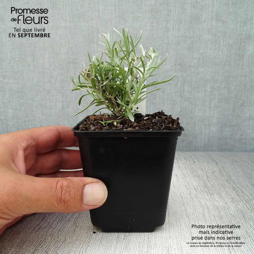 Exemplaar van Helichrysum angustifolium Tall Curry - Kerrieplant Kweekpotje van 8/9 cm zoals geleverd in de herfst