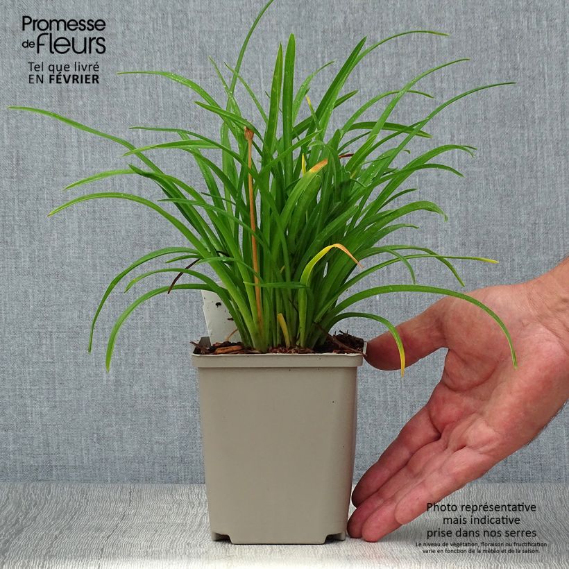 Exemplaar van Hemerocallis Everydaylily Cerise - Daglelie Kweekpotje van 8/9 cm zoals geleverd in de herfst