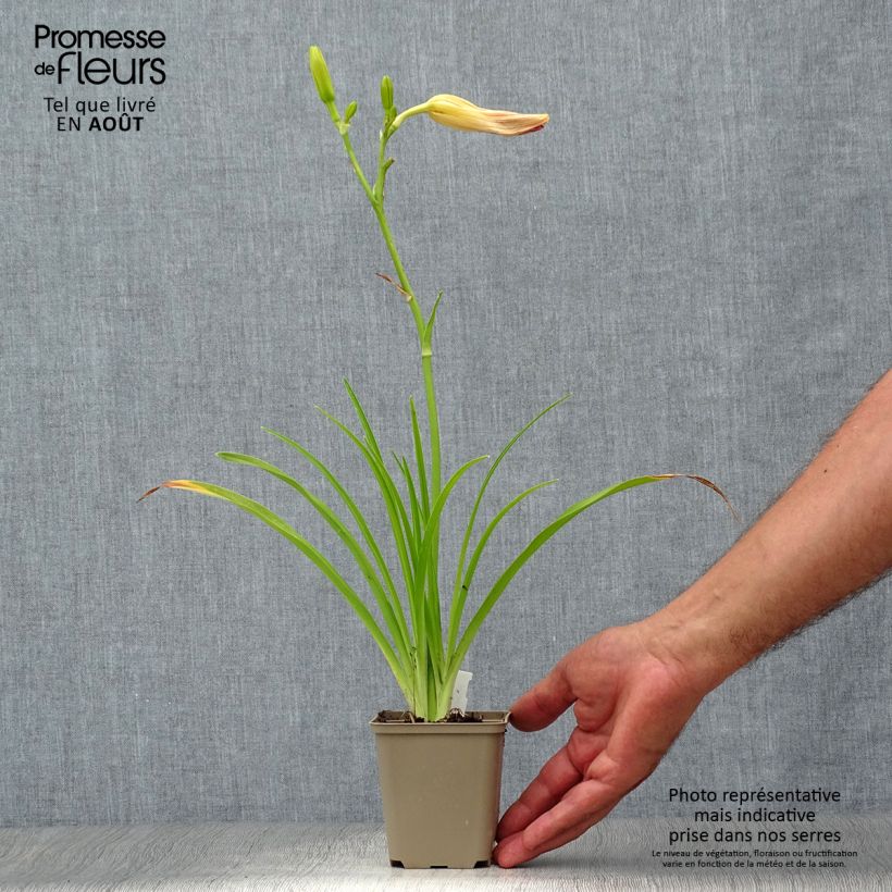 Exemplaar van Hemerocallis Final Touch - Daglelie Kweekpotje van 8/9 cm zoals geleverd in de zomer