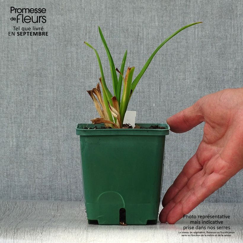 Exemplaar van Hemerocallis Janice Brown - Daglelie Pot van 1 l/1,5 l zoals geleverd in de herfst