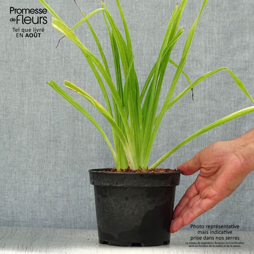 Exemplaar van Hemerocallis White Temptation - Daglelie Pot van 2 l/3 l zoals geleverd in de zomer