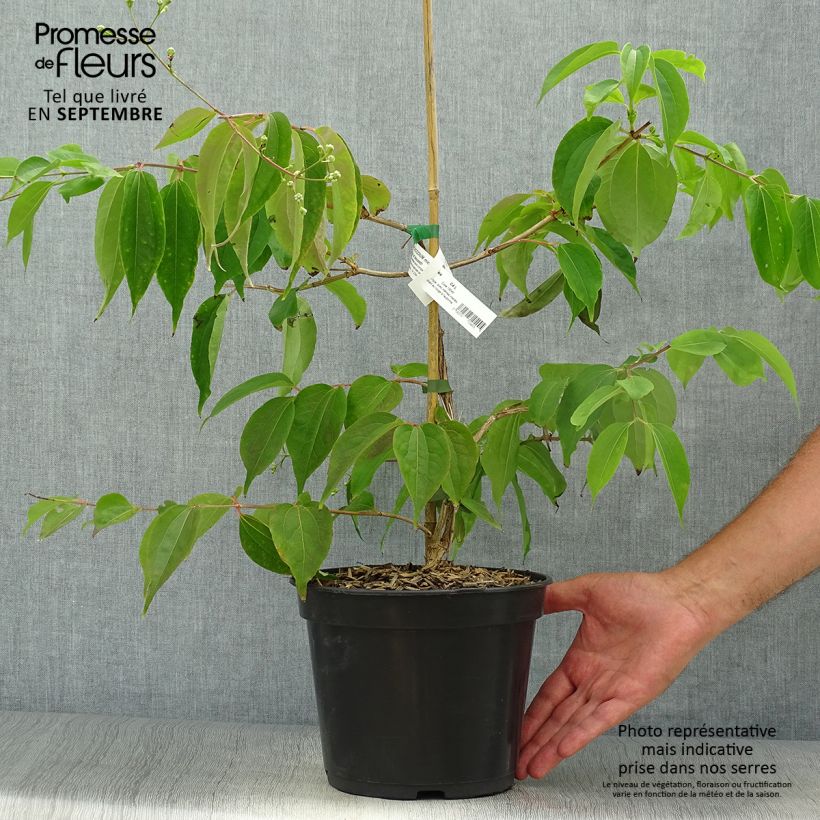 Exemplaar van Heptacodium miconioides Temple of Bloom - Zevenzonenboom Pot van 4 l/5 l zoals geleverd in de herfst
