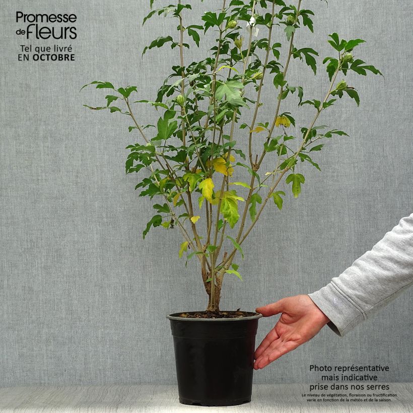 Exemplaar van Hibiscus syriacus Russian Violet - Tuinhibiscus Pot van 3 l/4 l zoals geleverd in de herfst