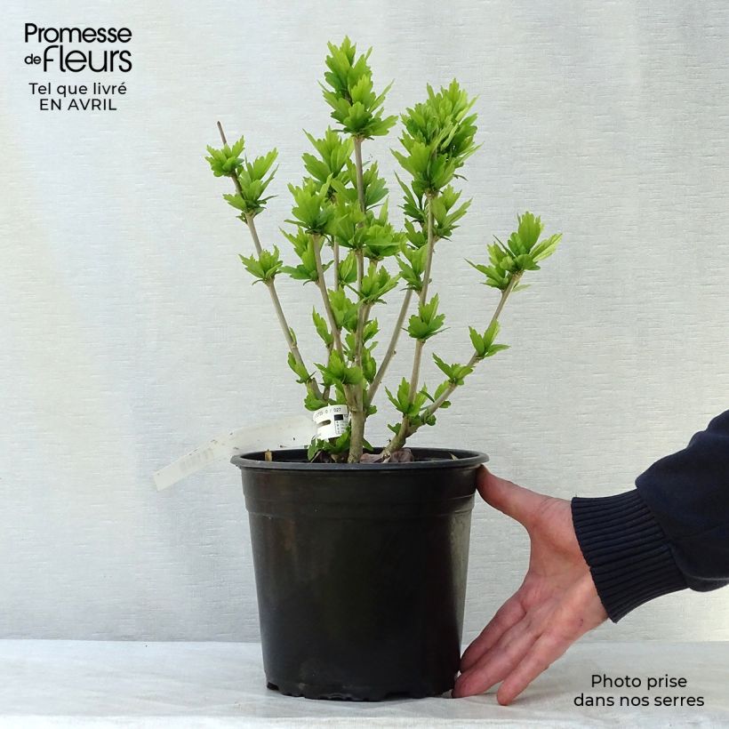 Exemplaar van Hibiscus syriacus Russian Violet - Tuinhibiscus Pot van 3 l/4 l zoals geleverd in de lente