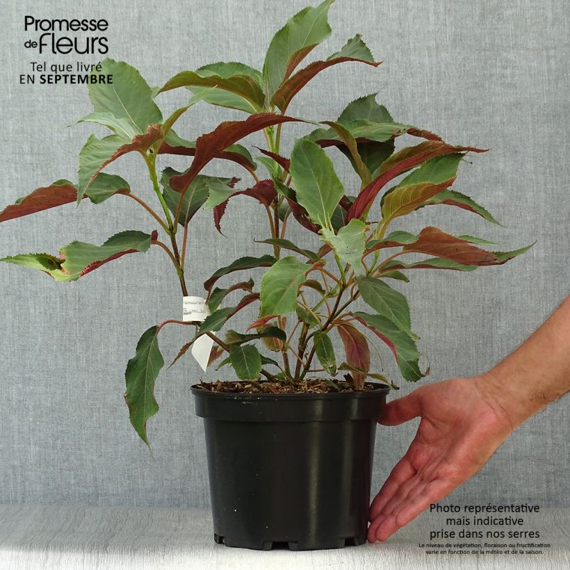 Exemplaar van Hydrangea aspera Rosemary Foster - Fluweelhortensia Pot van 4 l/5 l zoals geleverd in de zomer