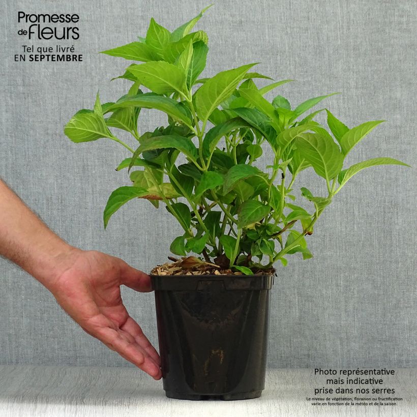 Exemplaar van Hydrangea serrata Impératrice Eugénie - Bolhortensia Pot van 2 l/3 l zoals geleverd in de herfst