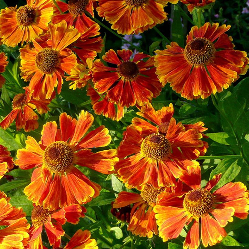 Helenium Waltraut - Zonnekruid (Flowering)