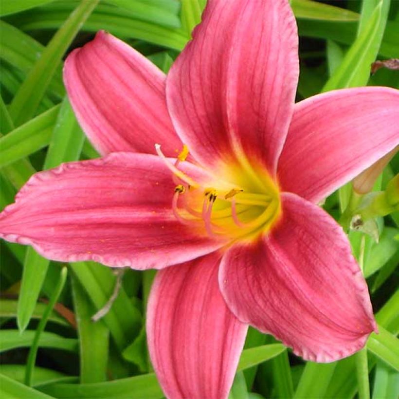 Hemerocallis Baby Betsy - Daglelie (Bloei)