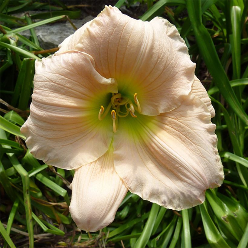 Hemerocallis Barbara Mitchell - Daglelie (Bloei)