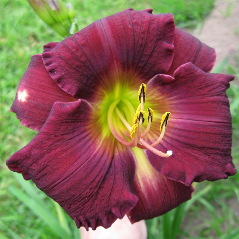 Hemerocallis Bela Lugosi - Daglelie (Bloei)