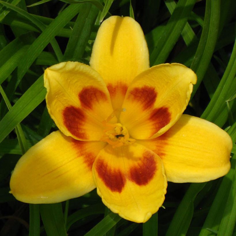 Hemerocallis Black Eyed Susan - Daglelie (Bloei)